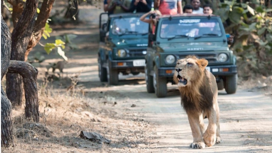 Gir National Park