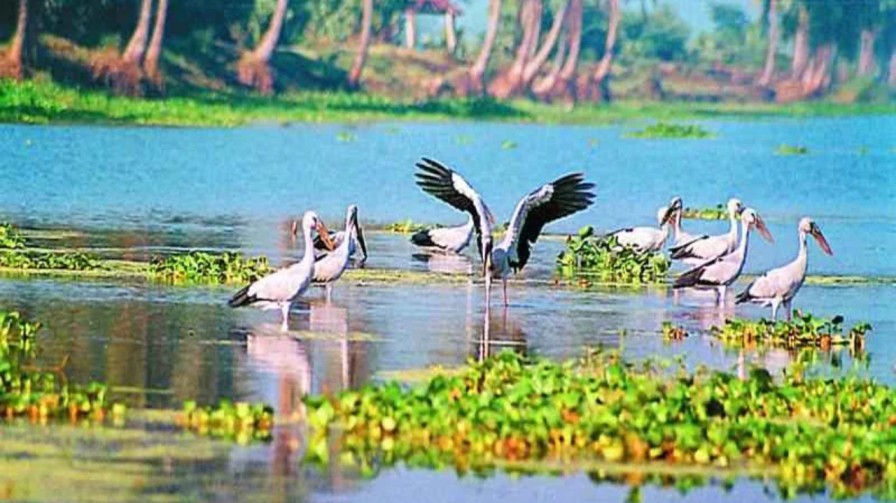 kolleru lake Andhra Pradesh