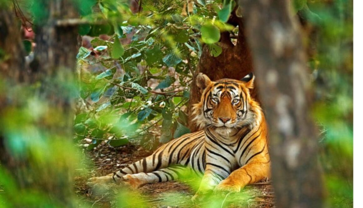 Sri Venkateswara National Park