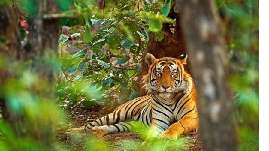 Sri Venkateswara National Park